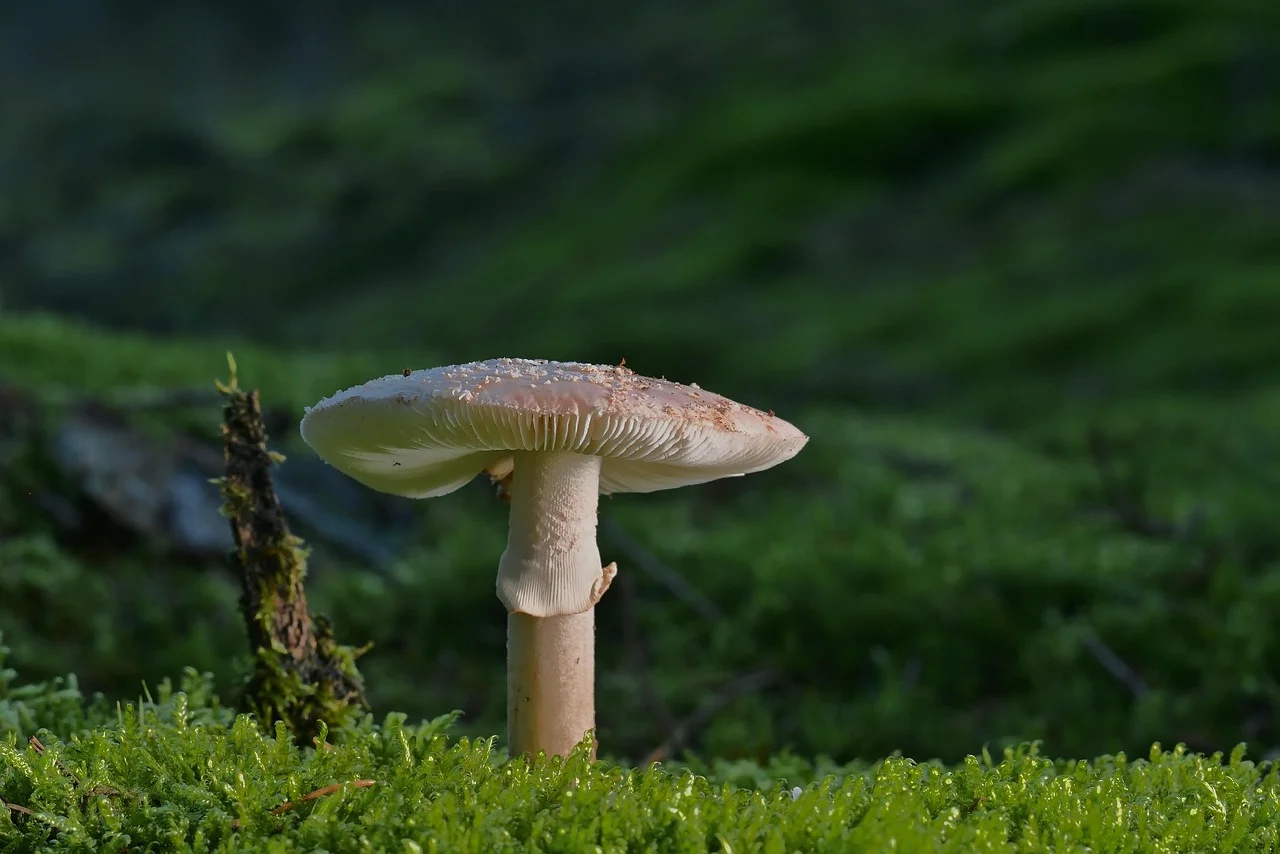 Chemia budowlana cena: co naprawdę wpływa na koszt systemu (grunt, klej, hydroizolacja)